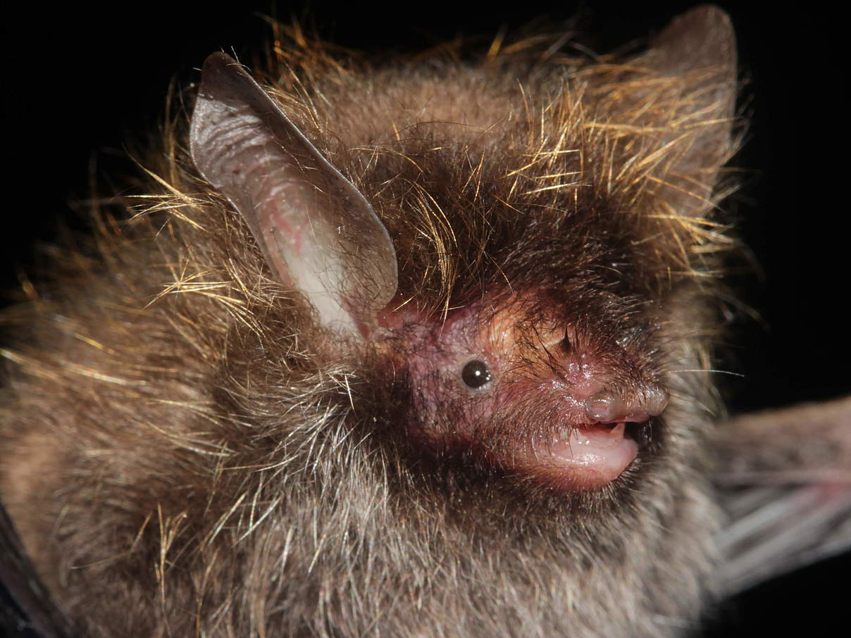 Fledermaus Myanmar © Pipat Soisook