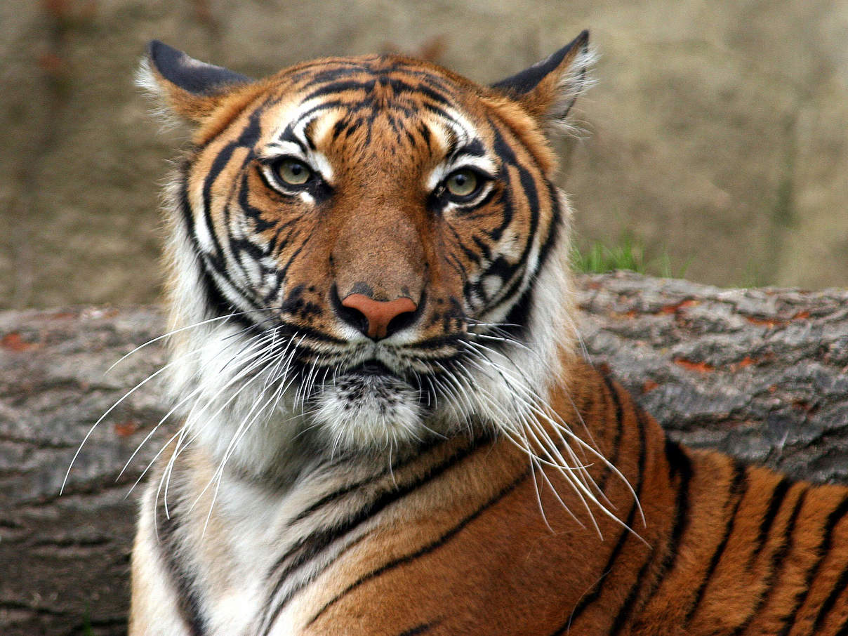 Indochinesischer Tiger © Connie Lemperle / WWF-Greater Mekong