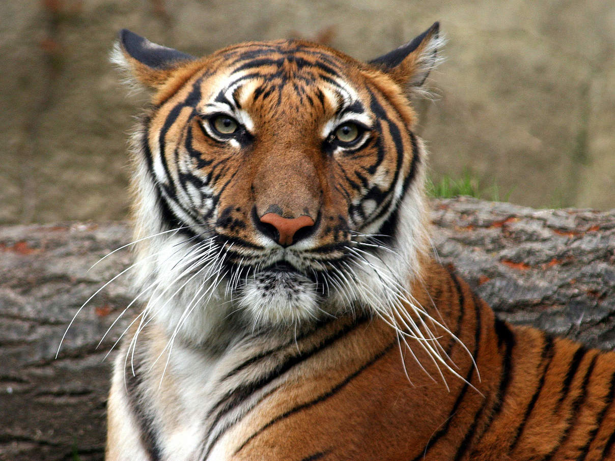 Indochinesischer Tiger © Connie Lemperle / WWF-Greater Mekong Indochinesischer Tiger © Connie Lemperle / WWF-Greater Mekong