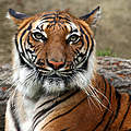 Indochinesischer Tiger © Connie Lemperle / WWF-Greater Mekong