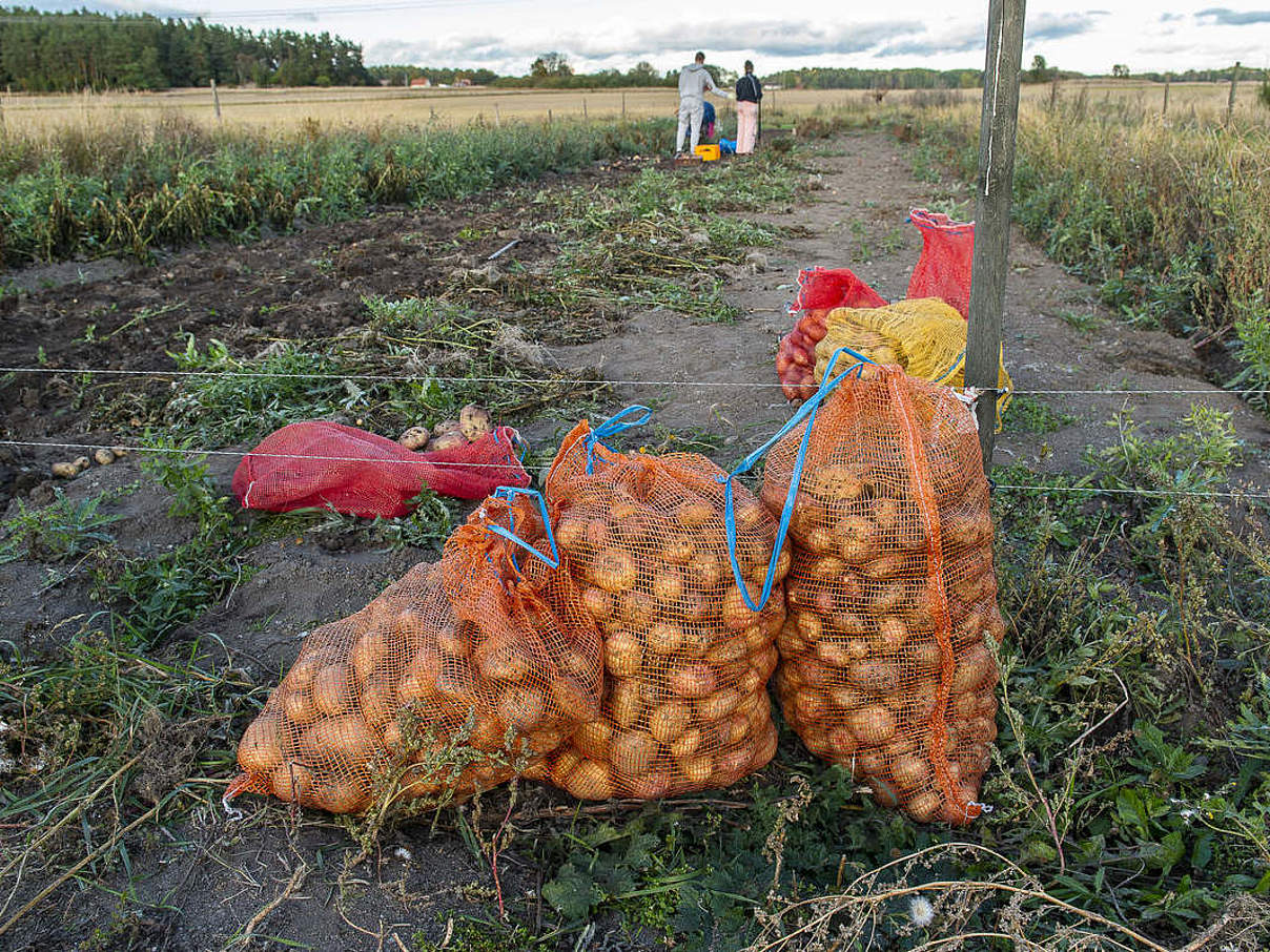 Kartoffel-Ernte © Ola Jennersten / WWF Schweden
