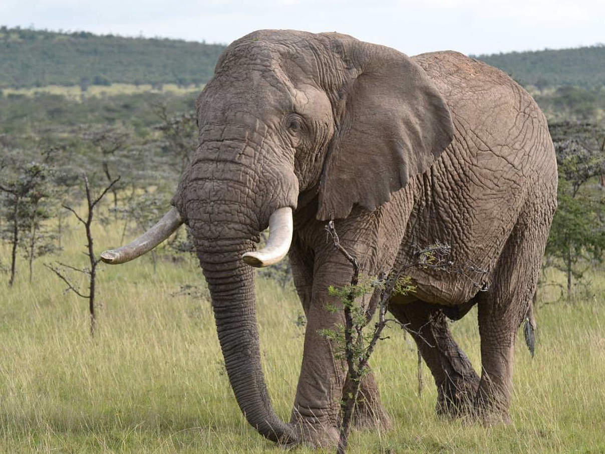 Der stolze Elefantenbulle Limo © Elephant Aware