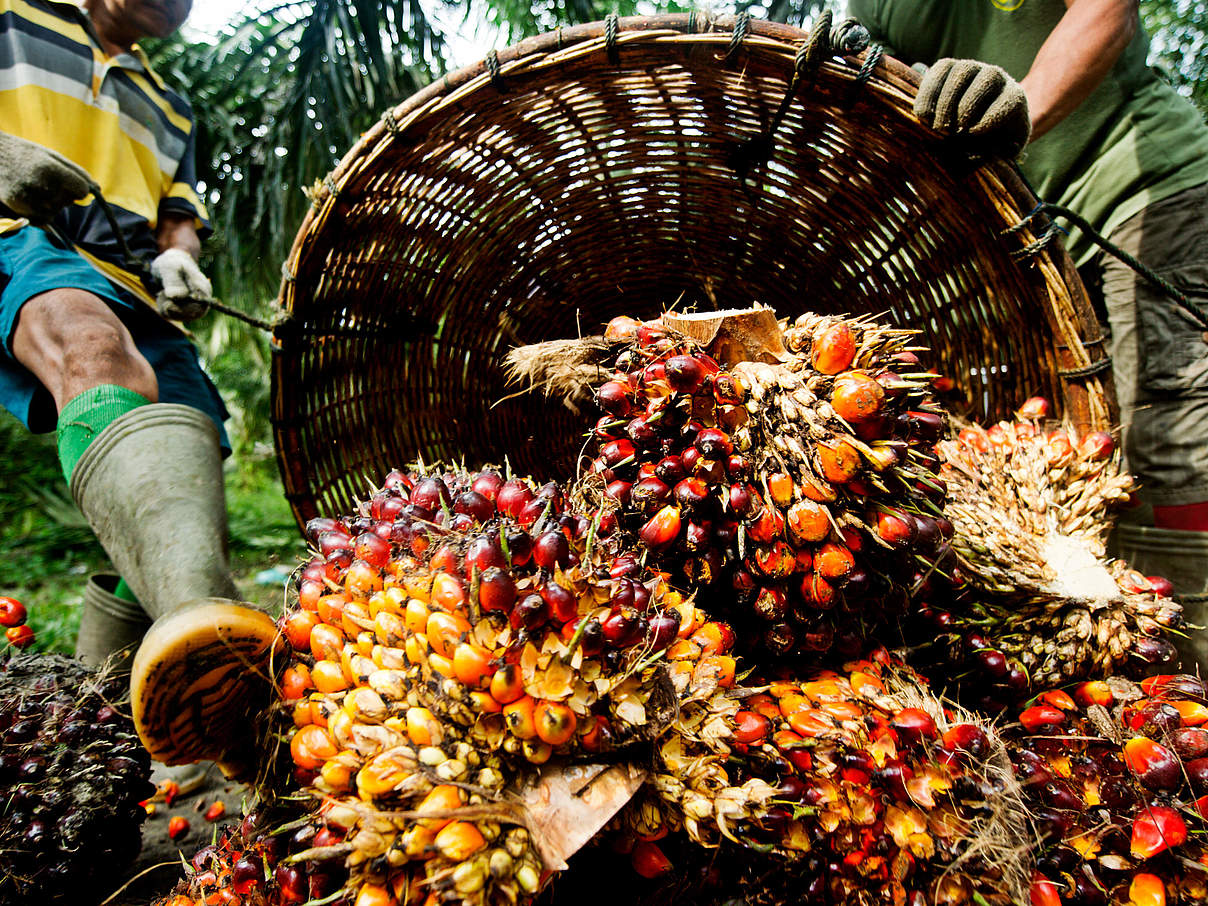 Palmnüsse wiegen © James Morgan / WWF