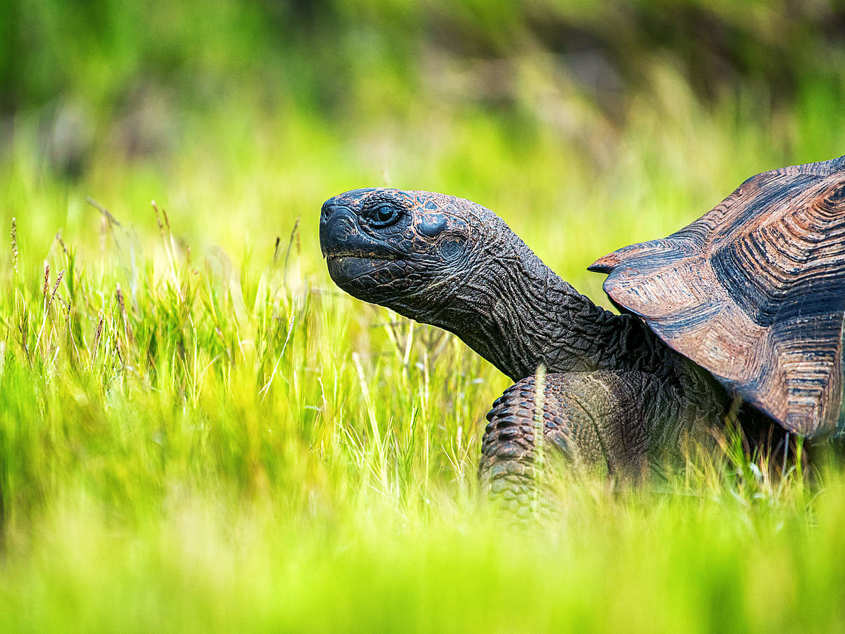 Riesenschildkröte auf Galapagos © Chris McCann / WWF-US
