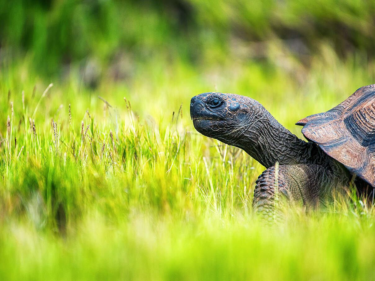 Riesenschildkröte auf Galapagos © Chris McCann / WWF-US