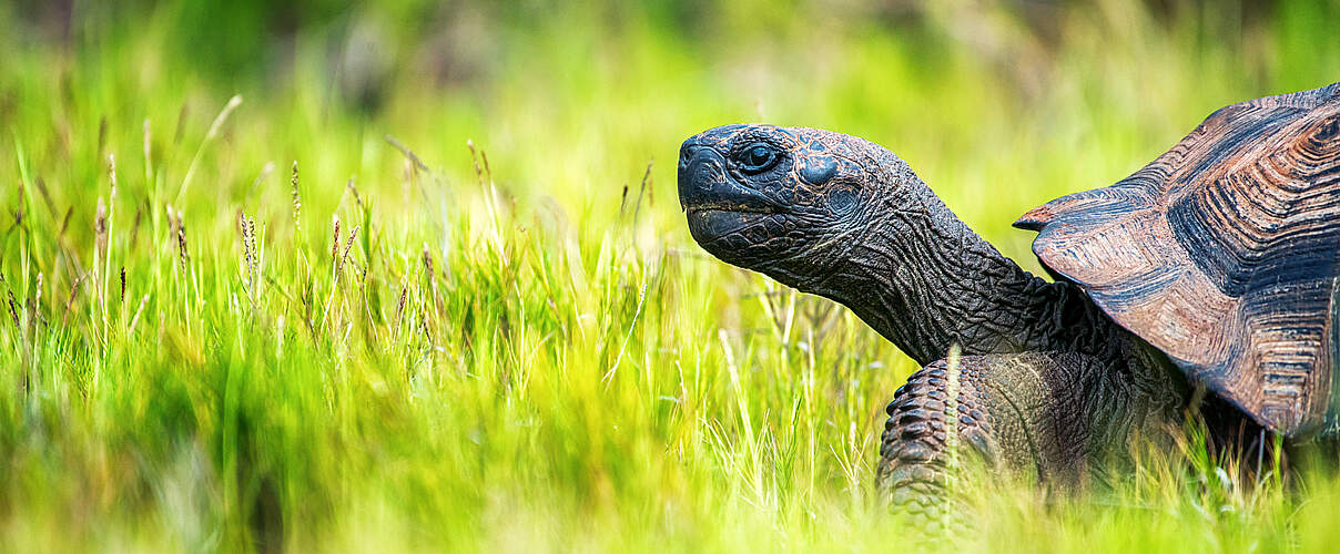 Riesenschildkröte auf Galapagos © Chris McCann / WWF-US
