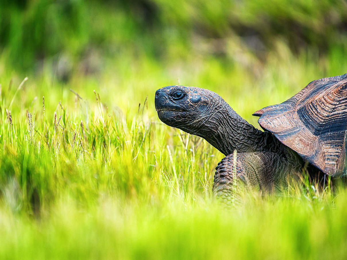 Riesenschildkröte auf Galapagos © Chris McCann / WWF-US