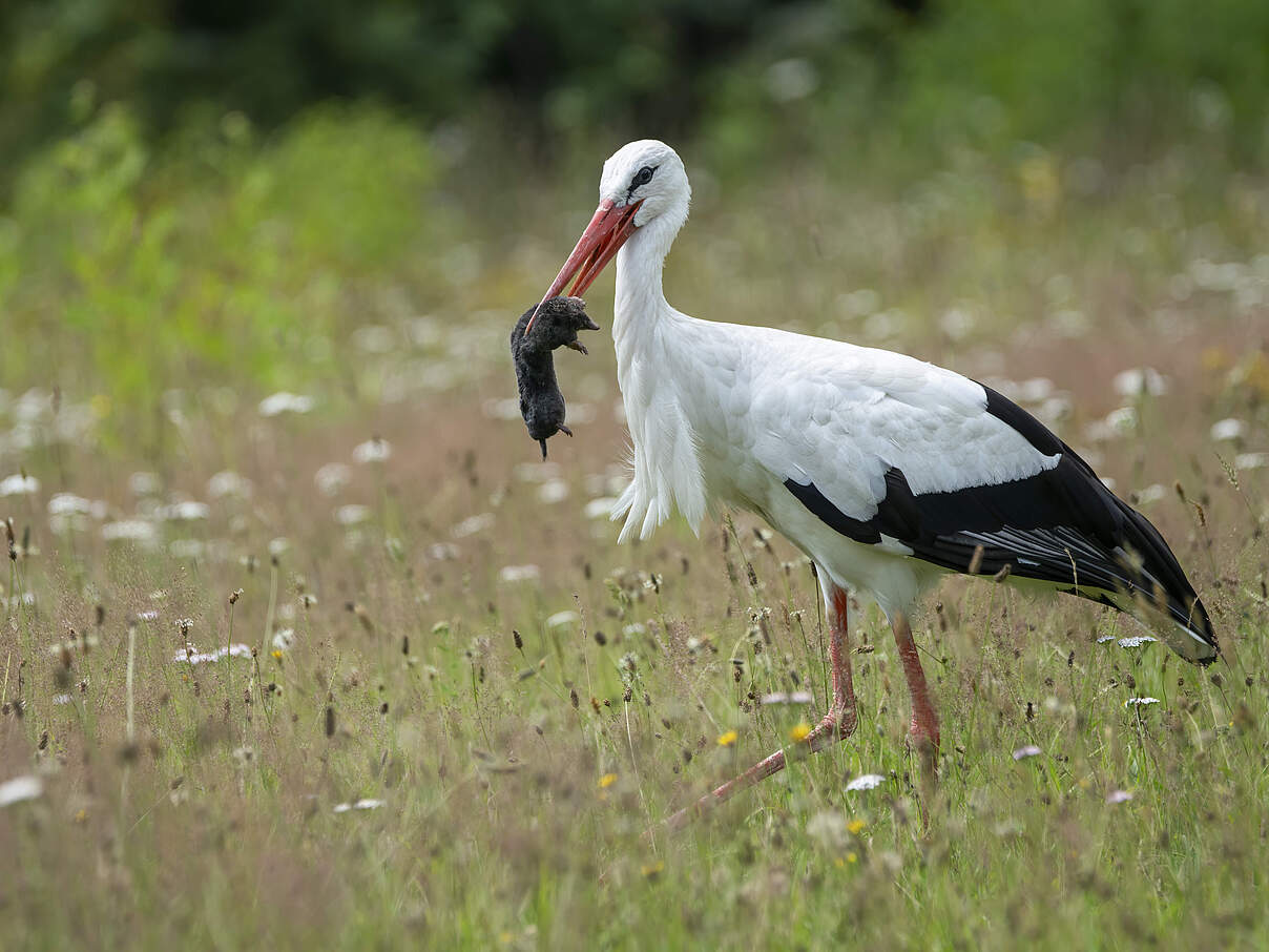 Storch erbeutet Maulwurf