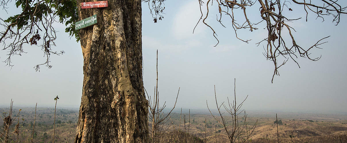 Wetter und Klima sind von Wäldern abhängig © Minzayar Oo / WWF USA