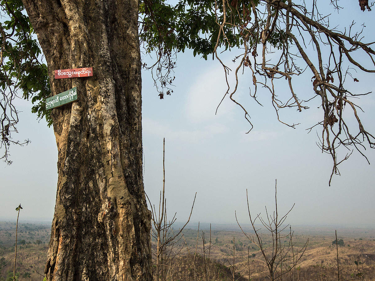 Wetter und Klima sind von Wäldern abhängig © Minzayar Oo / WWF USA