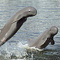 Irawadi Delfine © Roland Seitre / WWF