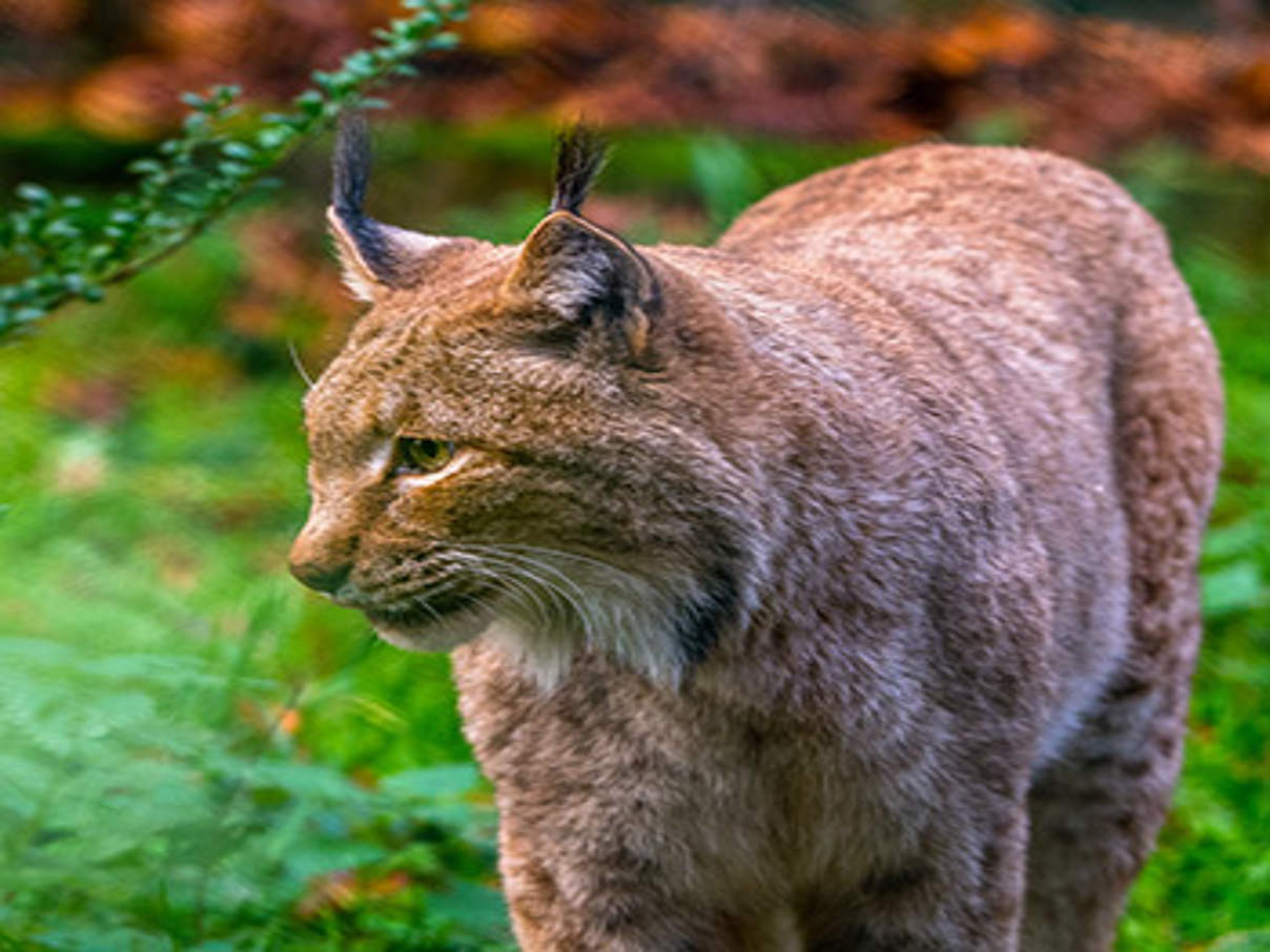 Luchs © iStock / Getty Images 