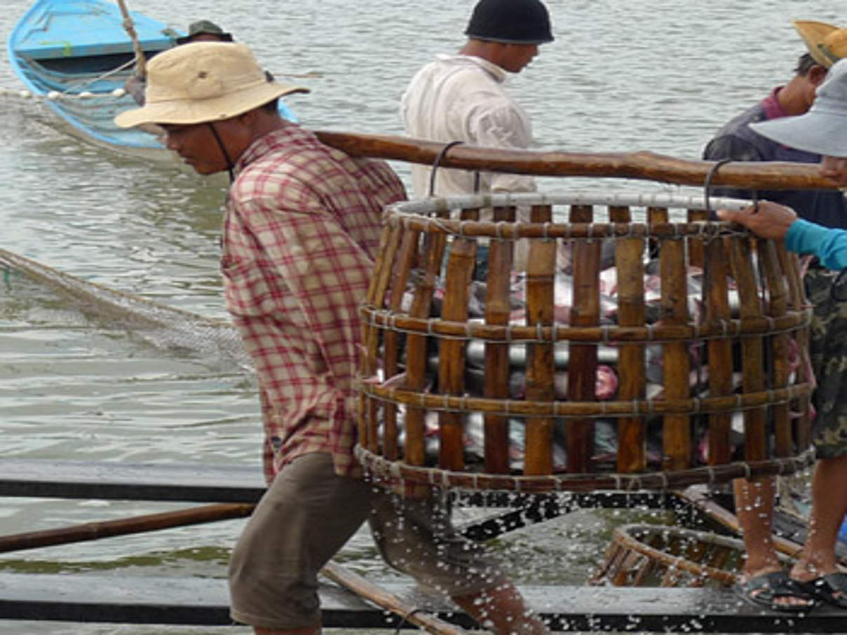 Pangasiusfischerei in Vietnam © Catherine Zucco / WWF