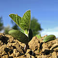 © agrarfoto.com / WWF