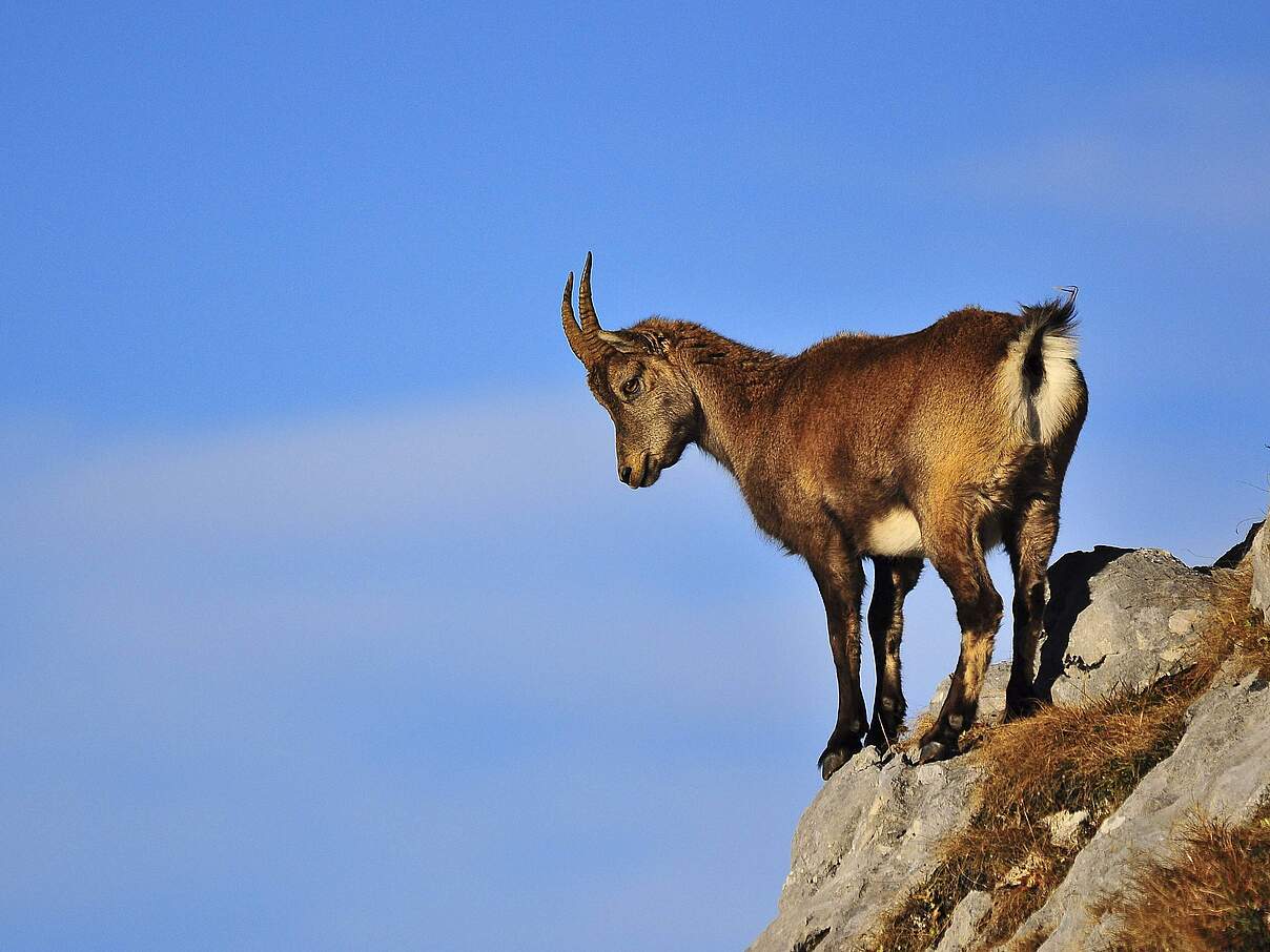 Steinbock-Weibchen in den Alpen © IMAGO / blickwinkel