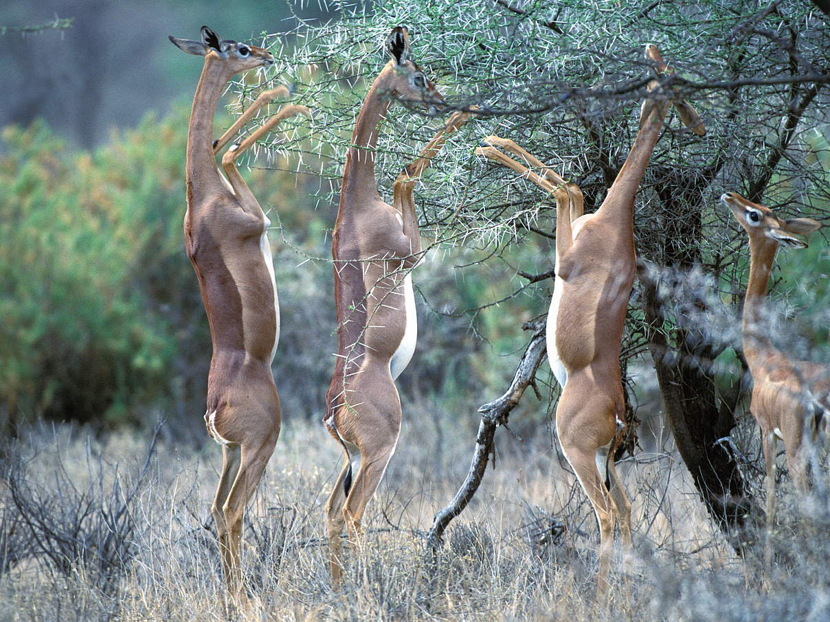 Gerenuk © IMAGO/ agefotostock