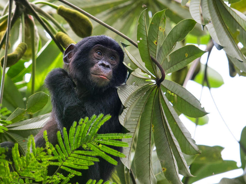 Junger Bonobo im Baum © Karine Aigner / WWF-US