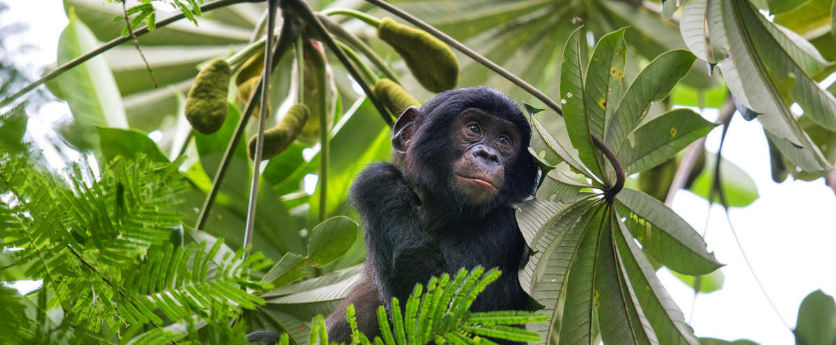 Junger Bonobo im Baum © Karine Aigner / WWF-US