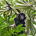 Junger Bonobo im Baum © Karine Aigner / WWF-US