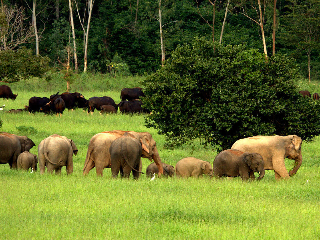 Asiatische Elefanten und Gaur-Rinder im Kuiburi-Nationalpark in Thailand