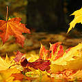 Fallendes Herbstlaub © istock Getty Images