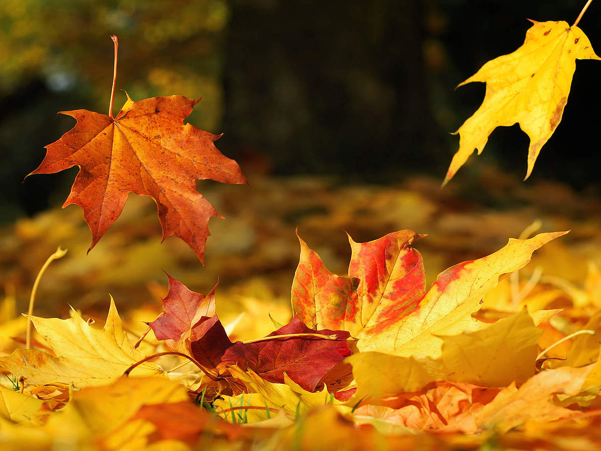 Herbstlaub ist nützlich © istock Getty Images