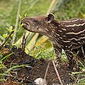 Junger Tapir © César David Martinez