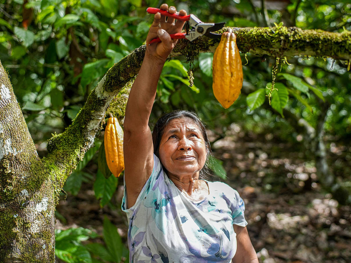 Kleinbäuerin Magdalena Vargas bei Kakao-Ernte © Gabriel Vanerio / WWF Ecuador