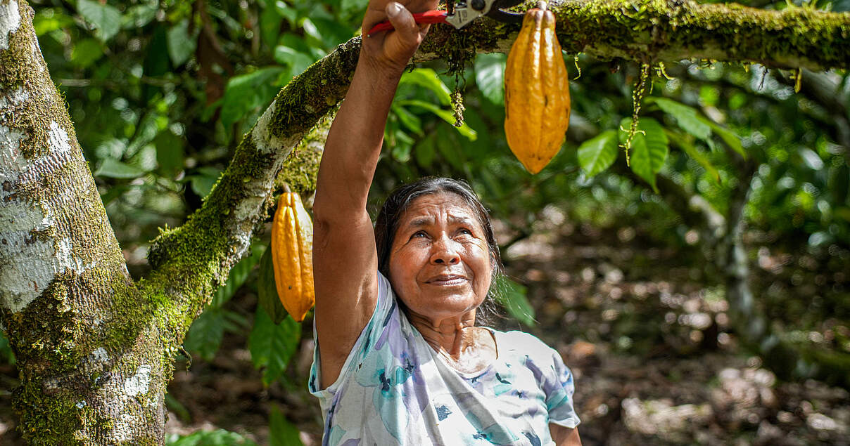 Ecuadors Colinos: Indigene Gärten als Nachhaltigkeitsmodell