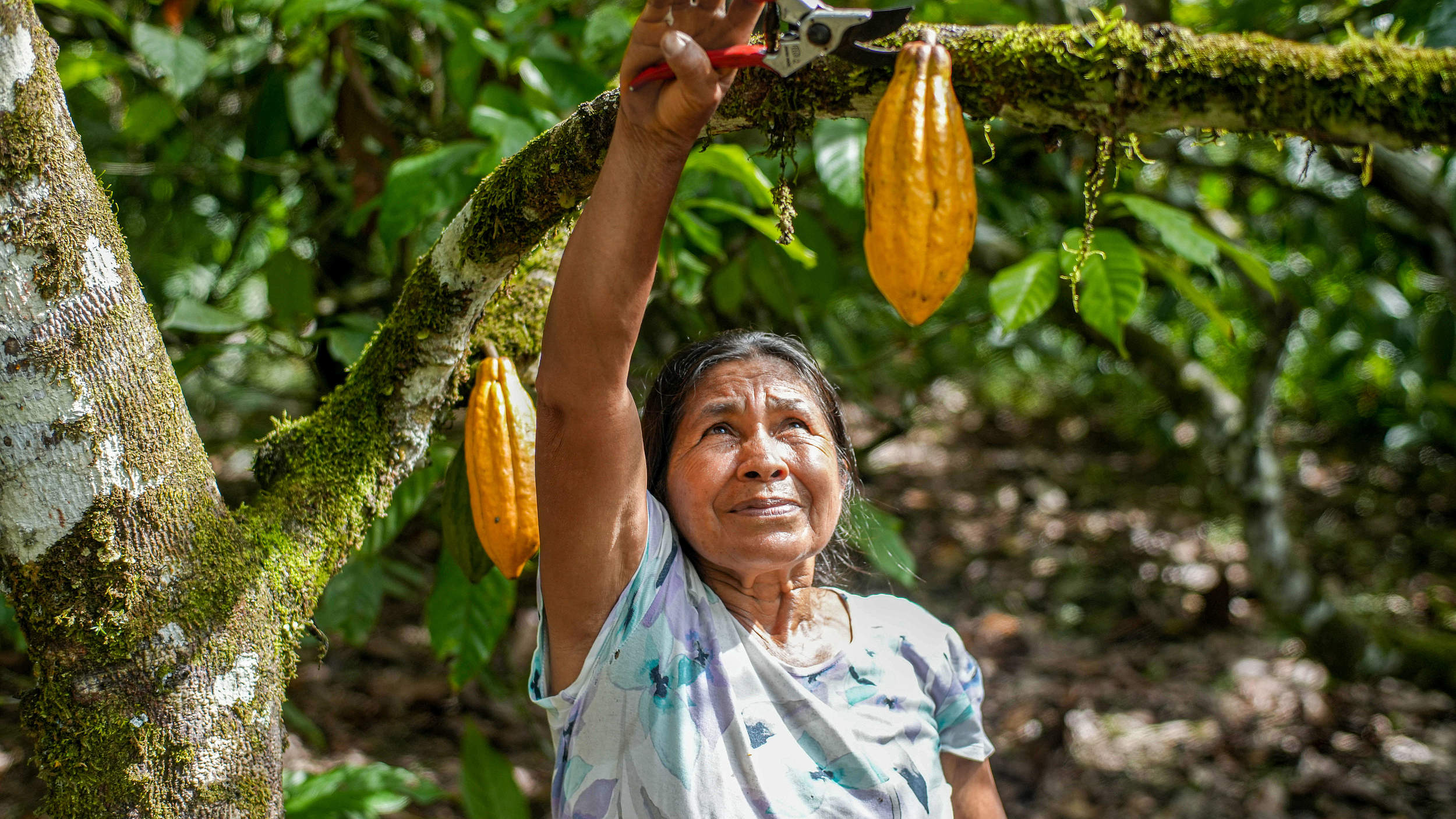 Kleinbäuerin Magdalena Vargas bei Kakao-Ernte © Gabriel Vanerio / WWF Ecuador