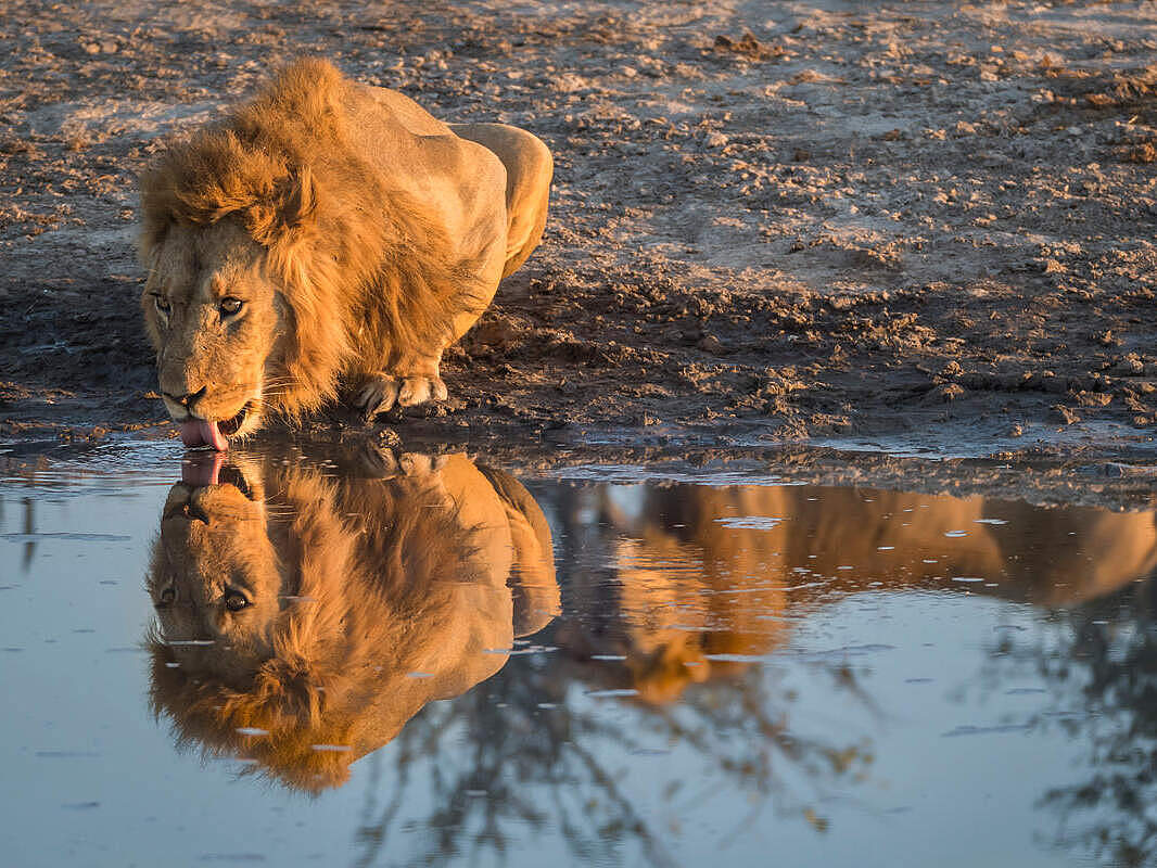 Löwe trinkt am Okawango Delta © Laura Hannusch