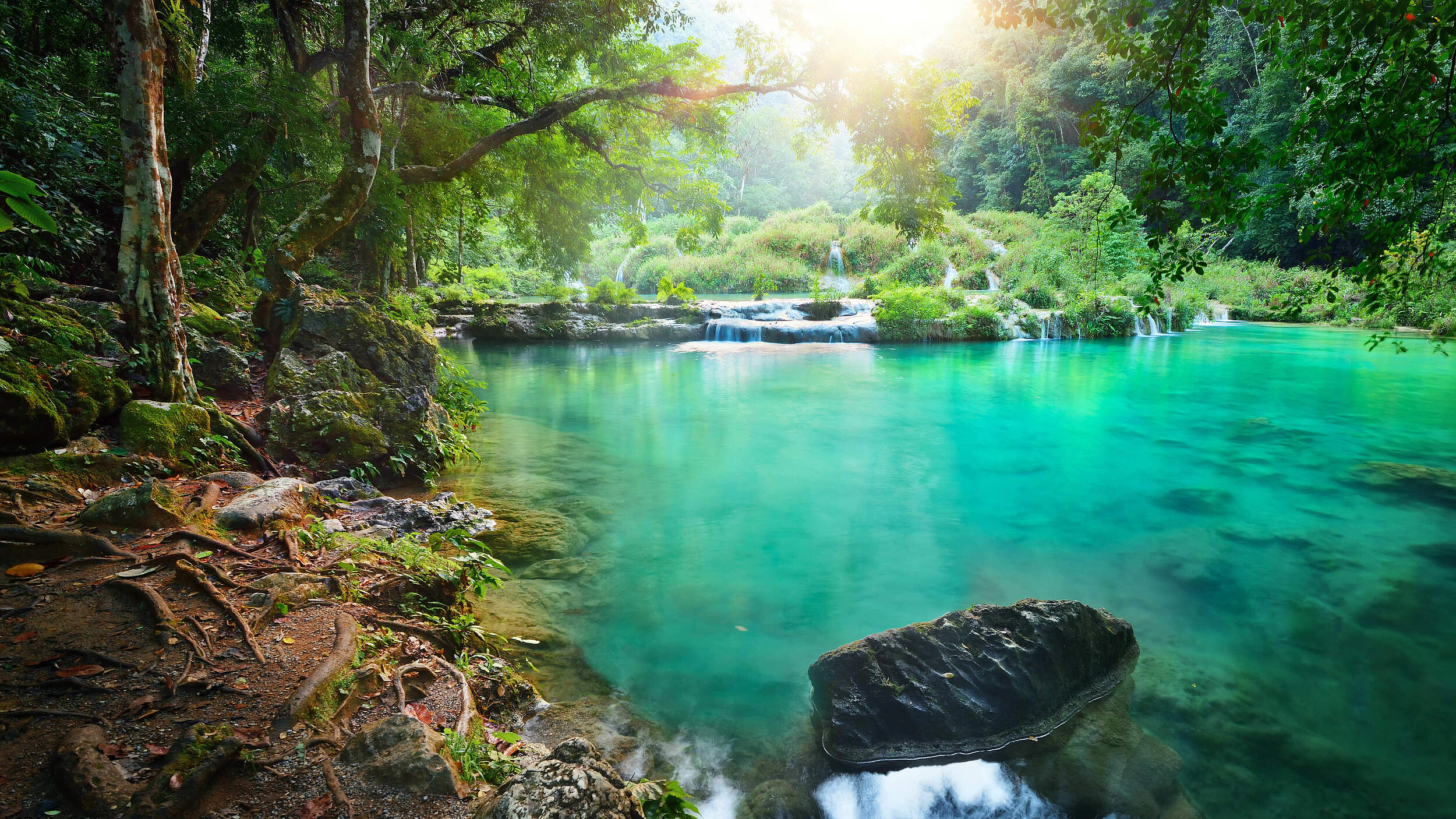 Regenwald in Guatemala © Shutterstock / soft_light / WWF