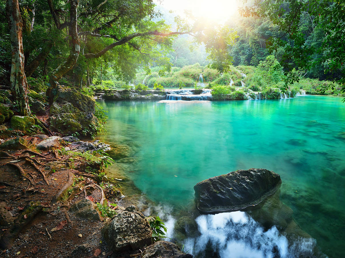 Regenwald in Guatemala © Shutterstock / soft_light / WWF