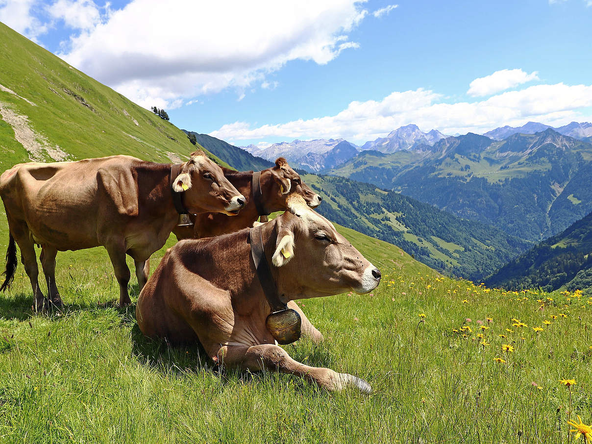 Rinder auf der Wiese © Astrid860 / iStock / Getty Images Plus