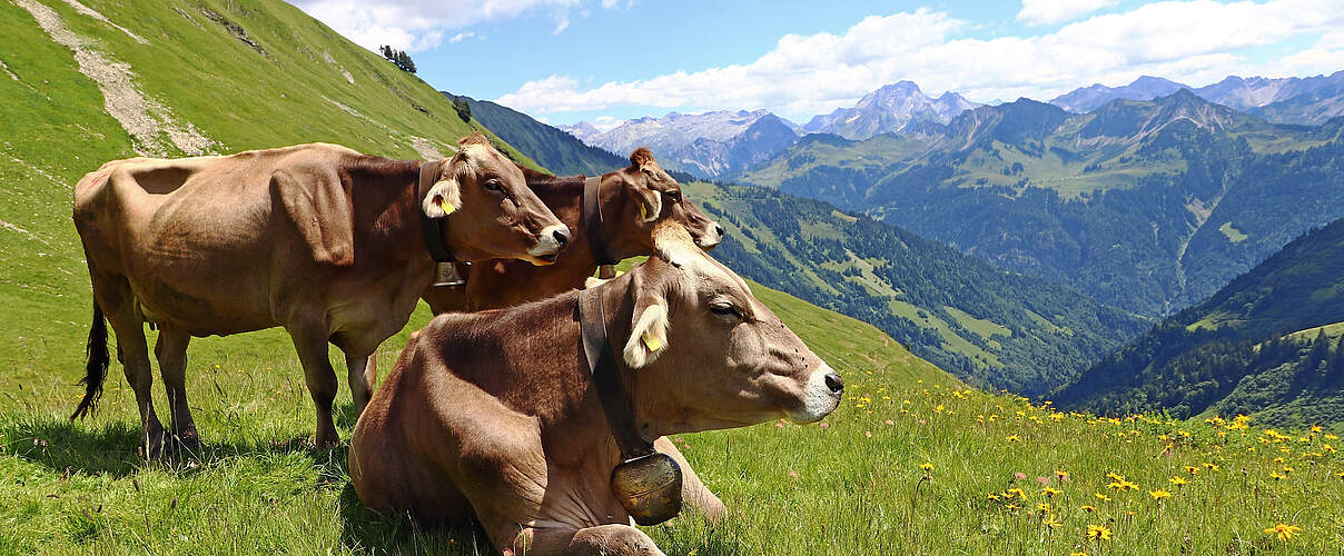 Rinder auf der Wiese © Astrid860 / iStock / Getty Images Plus