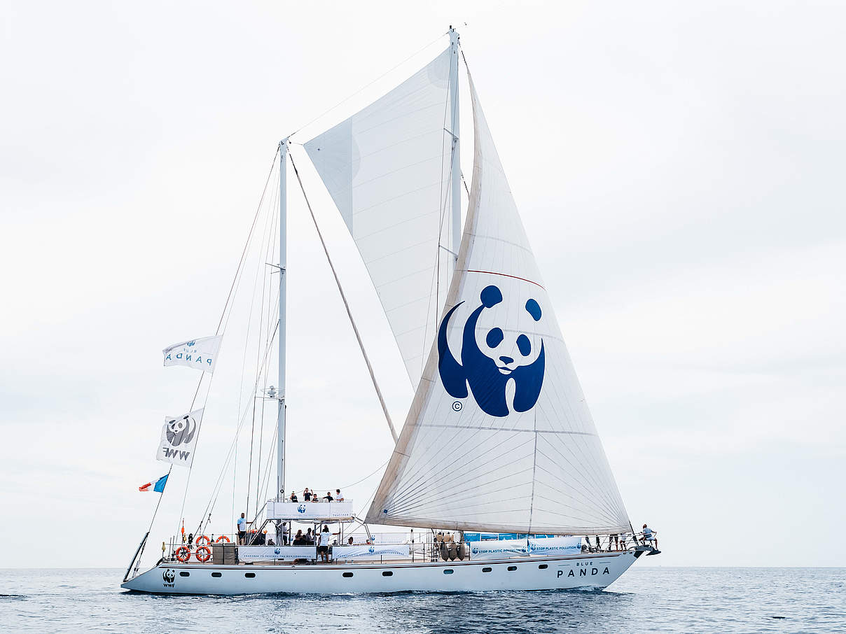 Die Blue Panda © Maite Baldi / WWF Frankreich