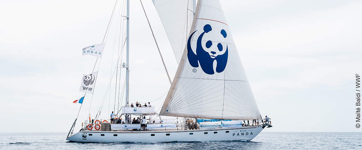 Die Blue Panda © Maite Baldi / WWF Frankreich