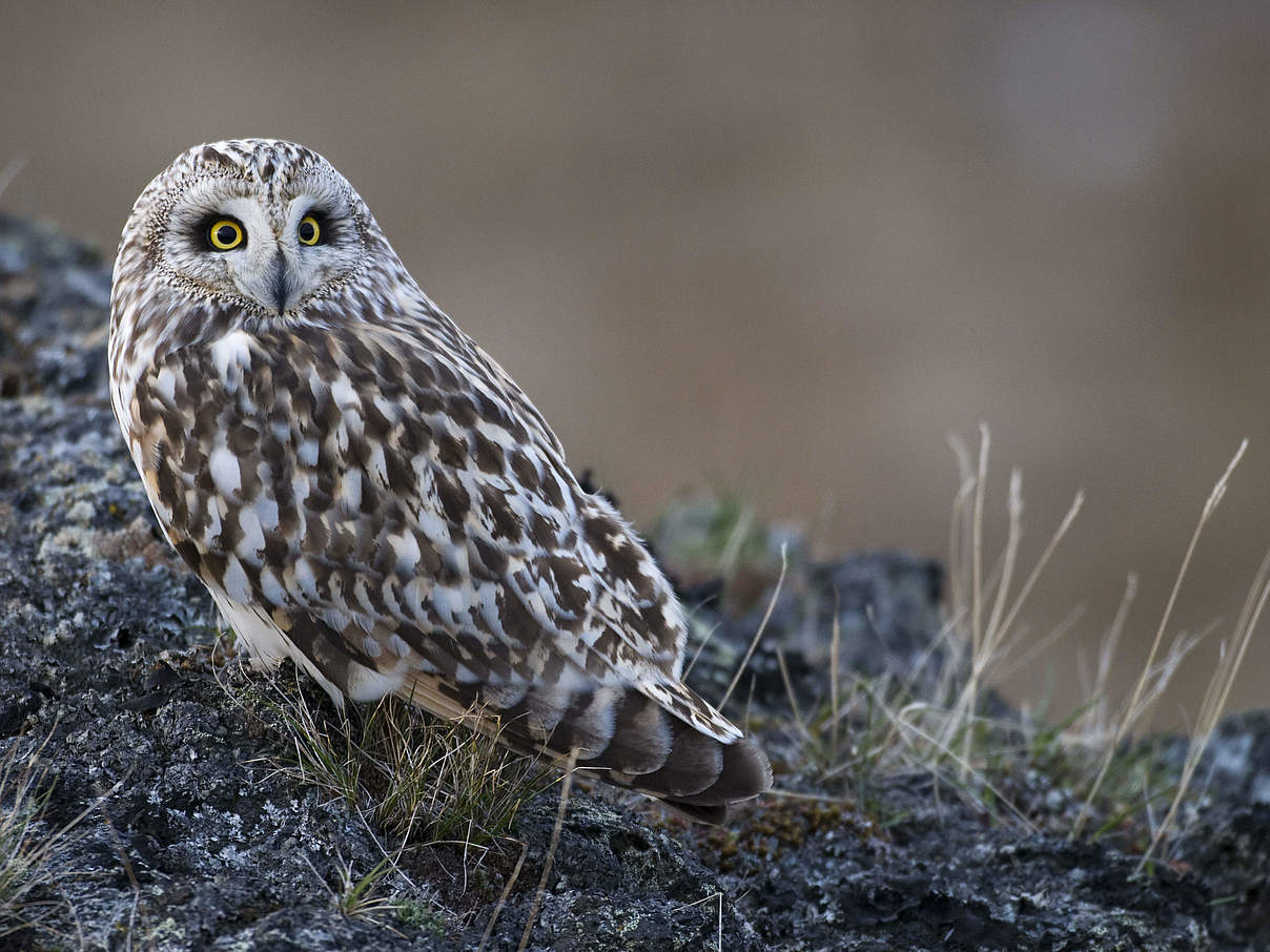 Sumpfohreule © Wild Wonders of Europe / Orsolya Haarberg / naturepl.com / WWF