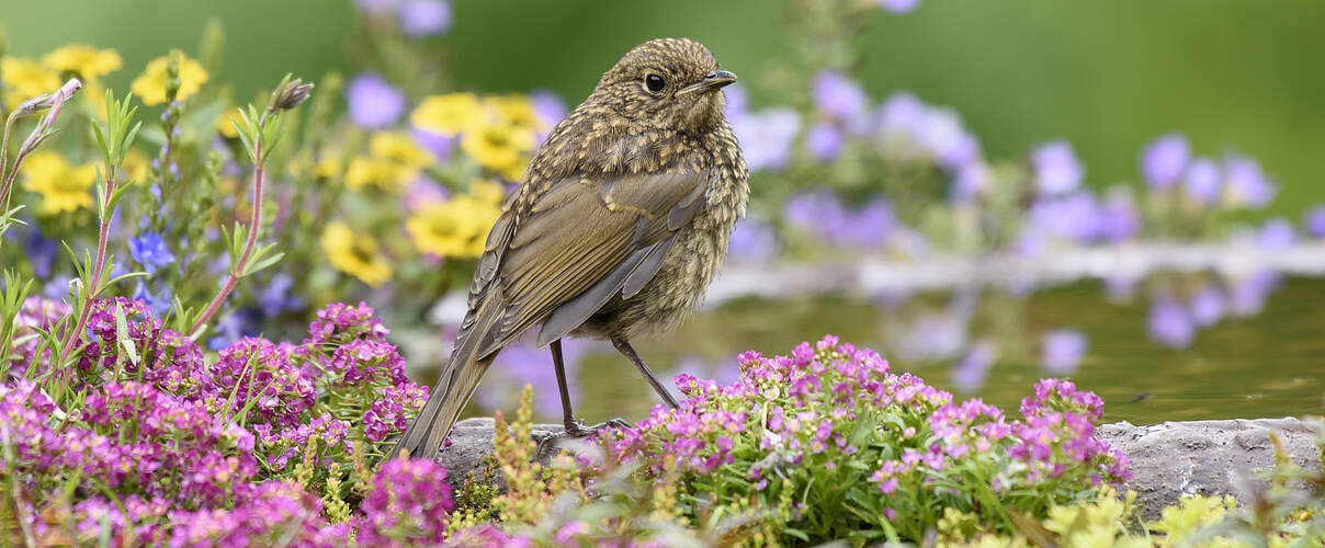 Ein junges Rotkehlchen sitzt auf einem Vogelbad umgeben von blühenden Pflanzen.