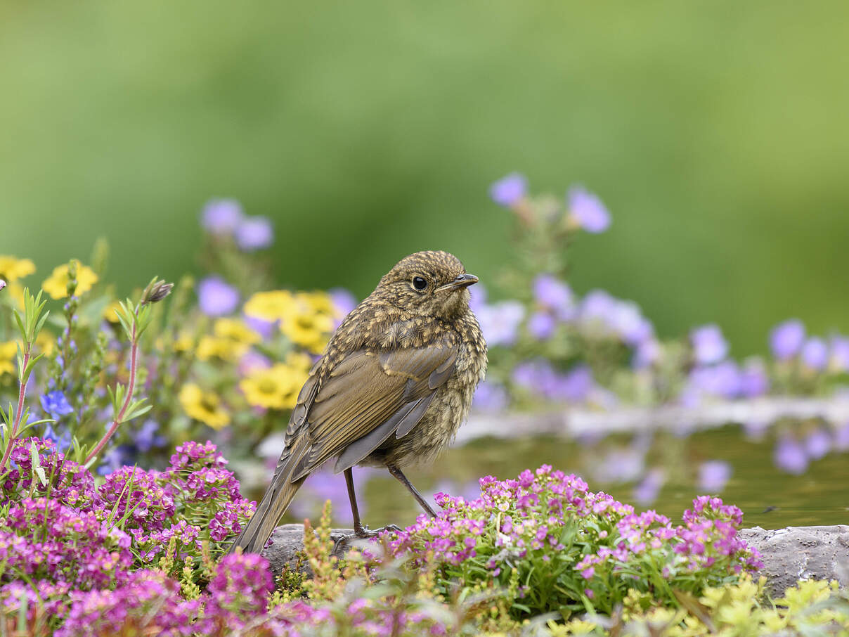 Ein junges Rotkehlchen sitzt auf einem Vogelbad umgeben von blühenden Pflanzen.