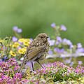 Ein junges Rotkehlchen sitzt auf einem Vogelbad umgeben von blühenden Pflanzen.