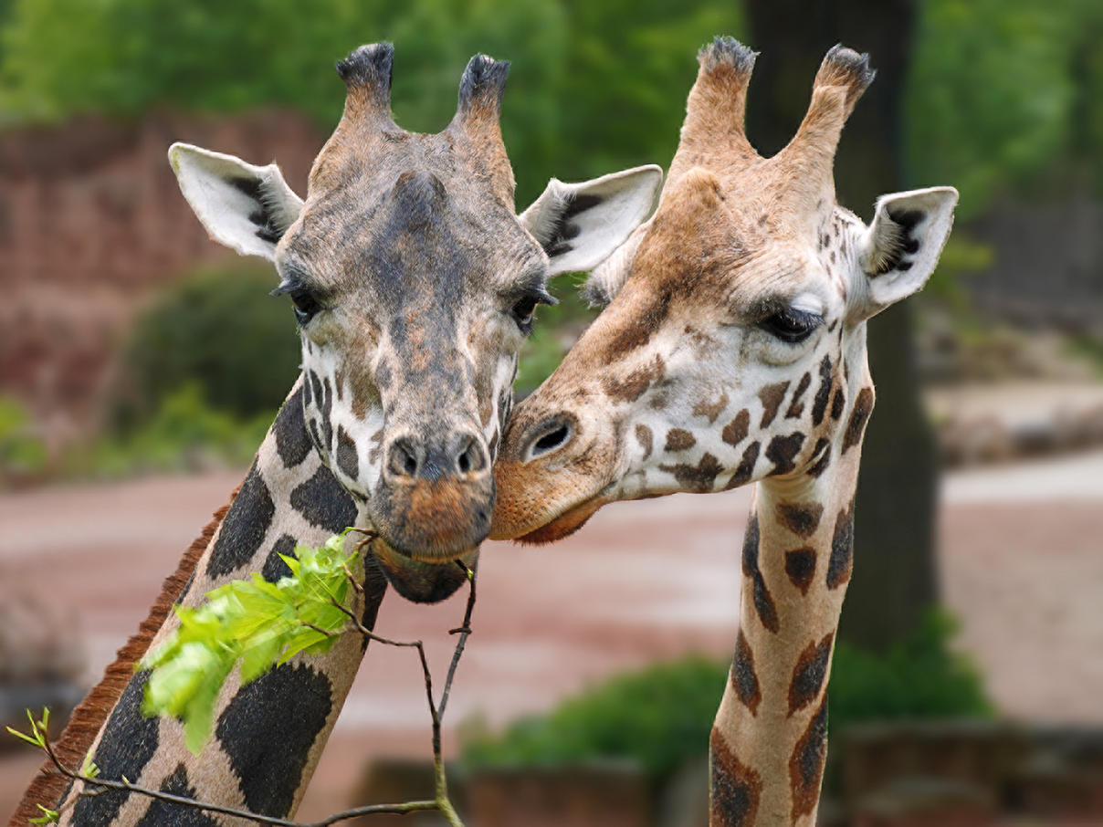 Giraffen im Erlebnis-Zoo Hannover © Erlebnis-Zoo Hannover