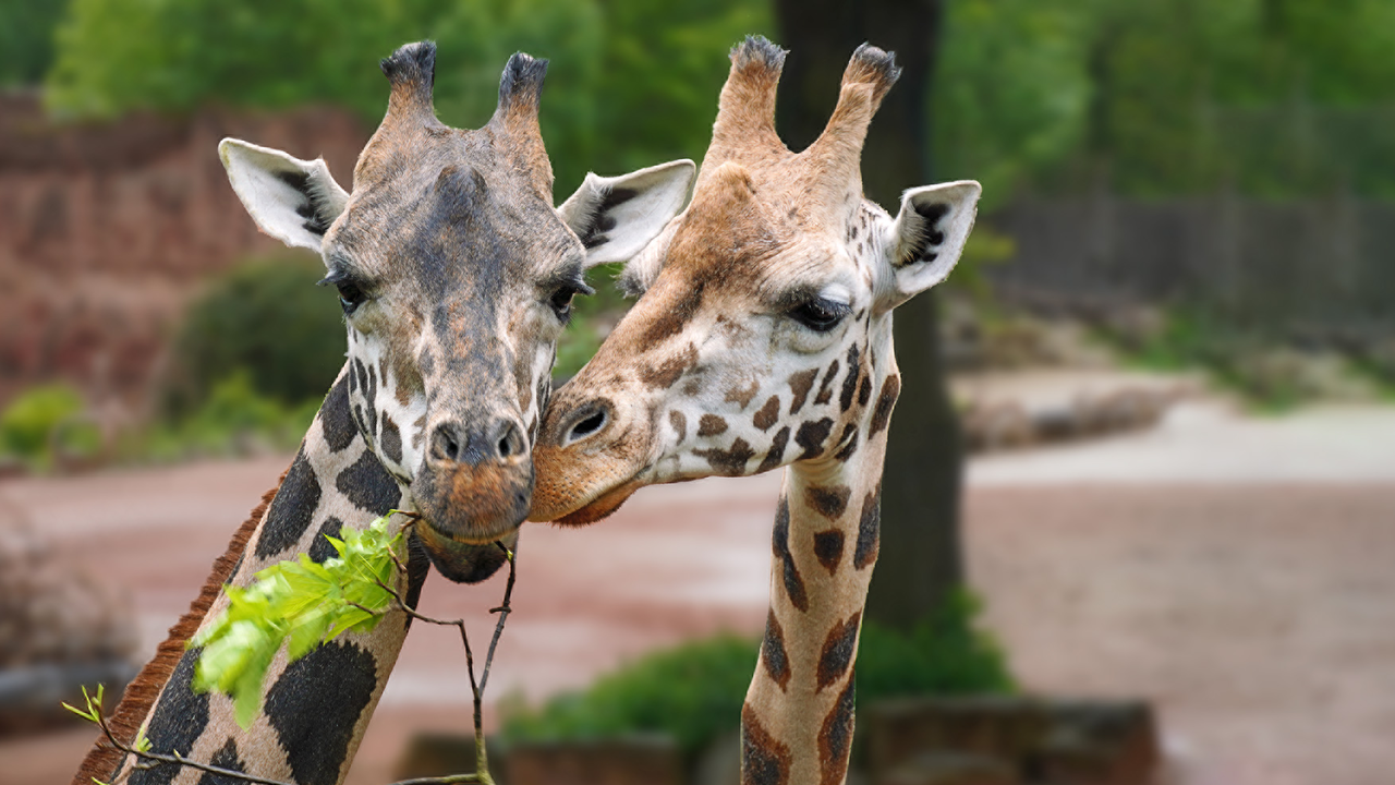 Giraffen im Erlebnis-Zoo Hannover © Erlebnis-Zoo Hannover