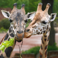 Giraffen im Erlebnis-Zoo Hannover © Erlebnis-Zoo Hannover