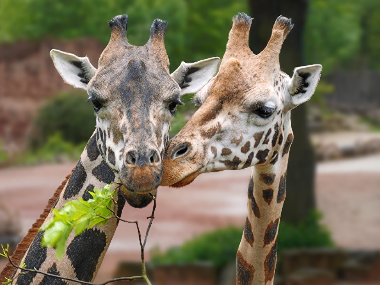 Giraffen im Erlebnis-Zoo Hannover © Erlebnis-Zoo Hannover