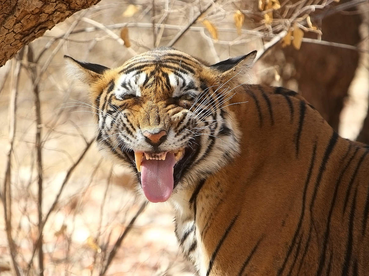 Bengal-Tiger © Marion Fauchart-Joche