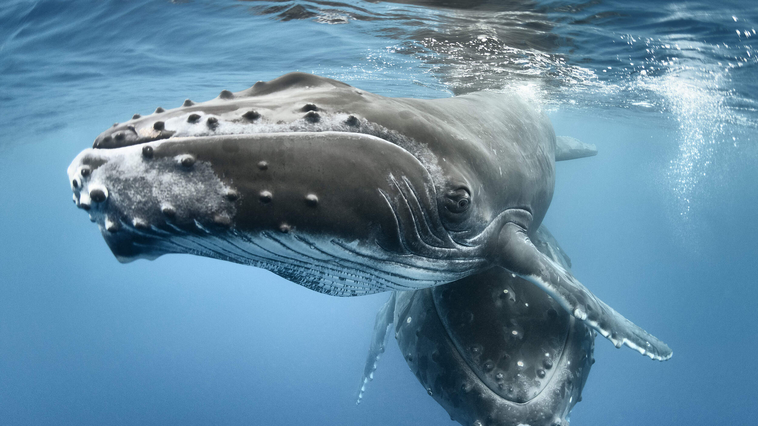 Buckelwale © naturepl.com / Tony Wu / WWF
