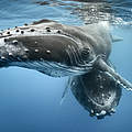 Buckelwale © naturepl.com / Tony Wu / WWF