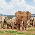Elefanten in KAZA © Mauritius Images / Minden Pictures