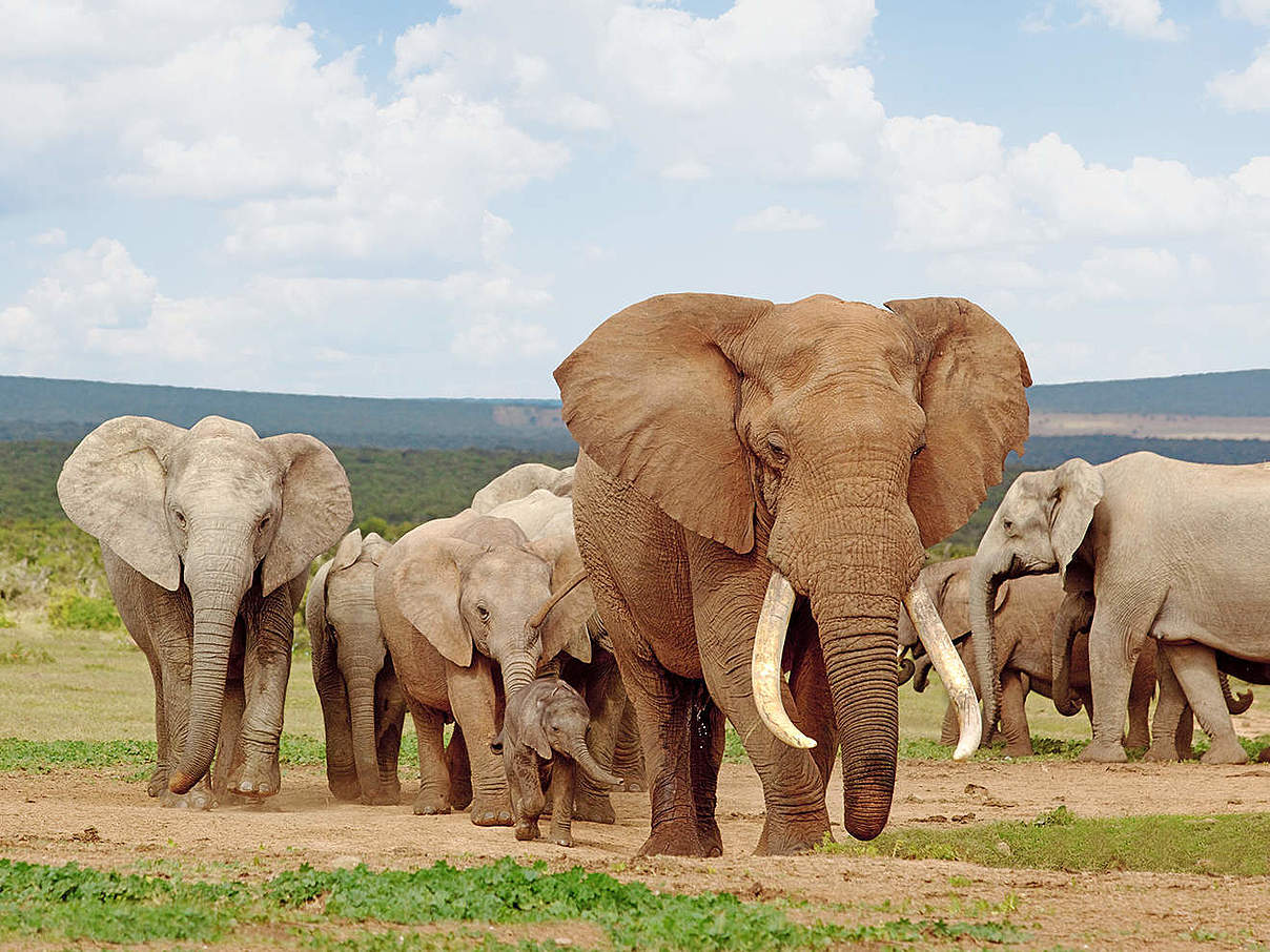 Elefanten in KAZA © Mauritius Images / Minden Pictures